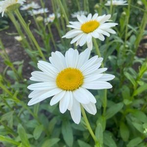 Meet your Posher, Kalyn